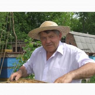 Продам бджолині сім#039;ї