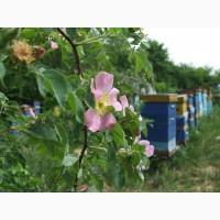 Продам бджолині сім#039;ї