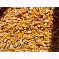 Закупаем кукурузу с места