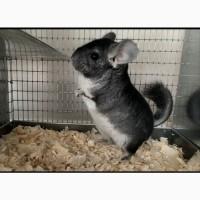 Шиншили племінні Chinchilla Real Fur