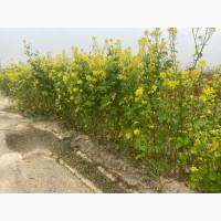 Продам Органічну жовту гірчицю