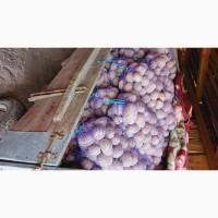 Продам товарну картоплю 10 тонн