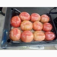 Предлагаем Томат