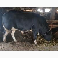 Продам 3 бичків 500+ кг