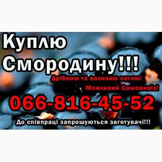 Купую Смородину, дрібним та великим оптом! Самовивіз