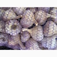 Посадковий часник сорт Любаша 1-2 репродукція