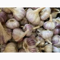 Посадковий часник сорт Любаша 1-2 репродукція