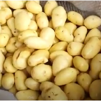 Машина для миття та очищення моркви, картоплі, буряка, імбиру STvega ST F800