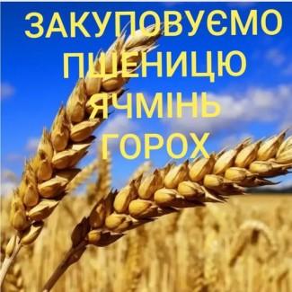 Куплю ячмінь