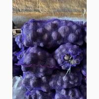 Продам буряк столовий другого гатунку
