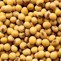 Продам насіння сої ГМО