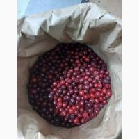 Куплю заморожену вишню з кісточкою