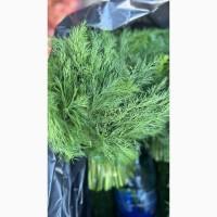 Продам свіжий кріп