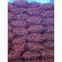Продам цибулю синю Марс