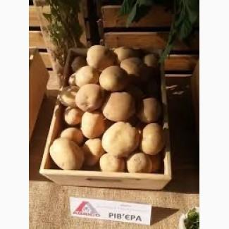 Посадкова картопля Рів’єра Львівська область купити з доставкою, роздріб від 10 кг