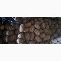 Продам насінну картоплю