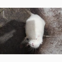 Нутрії розпродаж