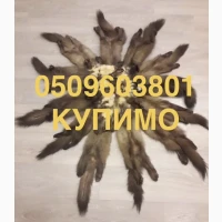Шкіри шкури куниці куплю бобер шкіра купуємо