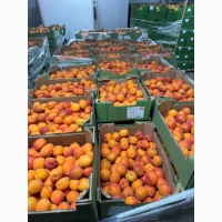Продам свіжий абрикос Іспанія