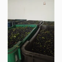 Продам карпатську чорницю