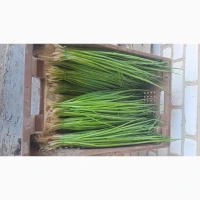 Продам зелену цибулю