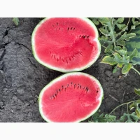 Продам кавун Карістан і Сенсей
