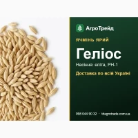 Насіння ячменю Геліос (ярий ячмінь) - еліта, РН-1