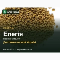 Насіння люцерни Елегія для посіву - еліта, РН-1