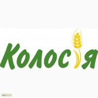 Продам качок живою вагою, Закарпатська обл