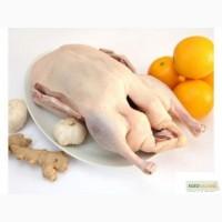 Продам тушки гуся (оптом)