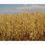 Семена голозерного овса Соломон. 1 репродукция