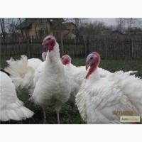 Продам индюшат тяжелого кросса биг-6