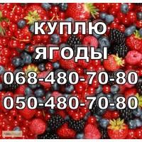 Куплю малину на заморозку и на сушку с поля (харьков, полтава, суммы, днепр, донбасс)