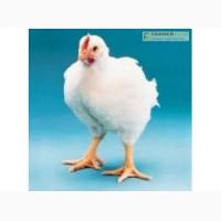 Курчата бройлери кури Рос 308 Польща