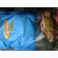Продам семена кукурузы ДКС 5276