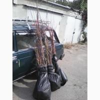 Продам саженцы абрикоса, сливы, алычи, диплоидной сливы