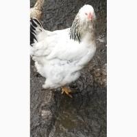 Продам інкубаційні яйця породистих курей