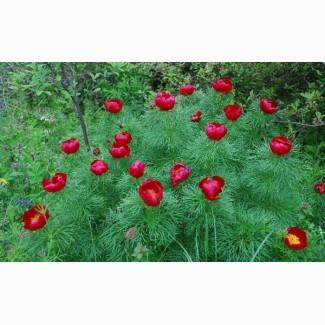 Пион узколистный тонколистный ( воронец )