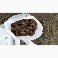 Топінамбур.Високоприбутковий бізнес! Новинка