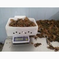 Продам раки живие