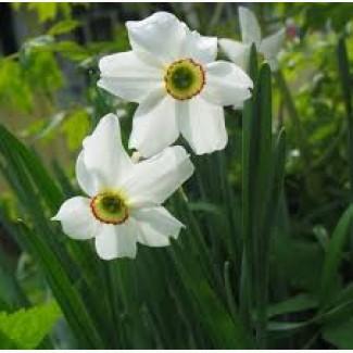 Продам саженцы нарциссов