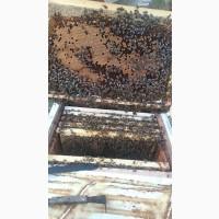 Продам пчелопакеты
