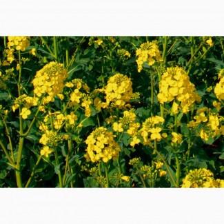 CPT: Купуємо Соняшник