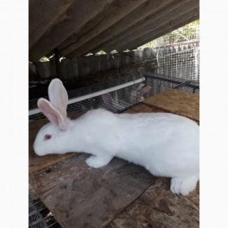 Продам кролиці 3.5 місяців