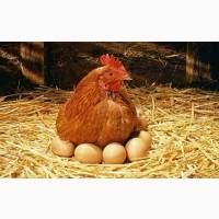 Инкубационное Яйцо Несушки Тетра H