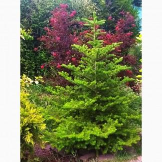 Пихта Корейская