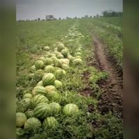 Продам арбуз сорт ТопГан