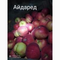 Продам яблука різних сортів