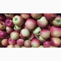 Продам яблука різних сортів