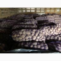 Продам товарный и посадочный картофель «Беларосса» и «Королева Анна»